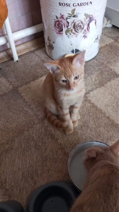 Отдам милого рыжика  в заботливые руки