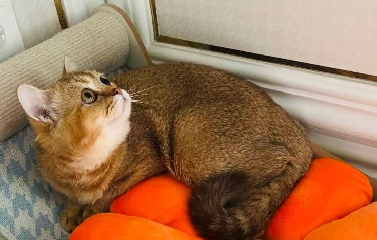 Шотландский котенок