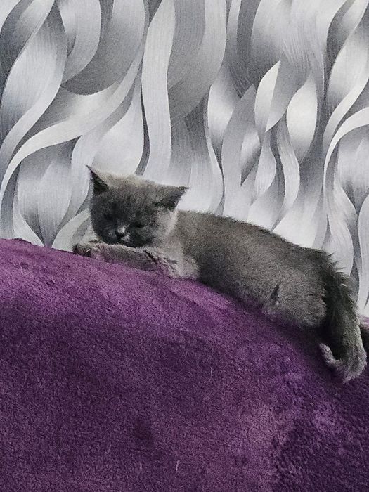 British shorthair blue rasa pura