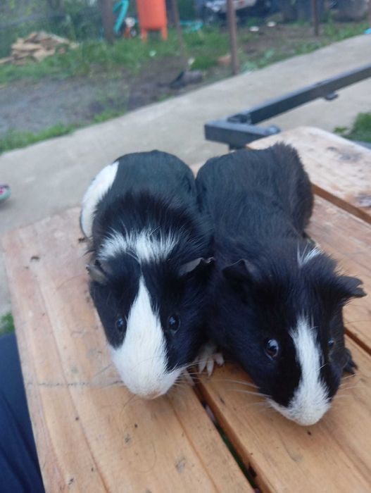 Vând porcușori de guineea pui