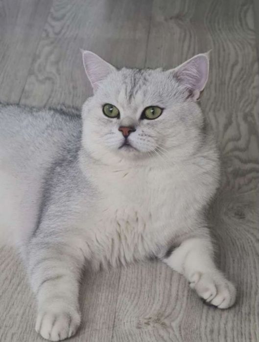 Шикарный кот для вязки, орас шиншила серебро,опытный приглашает невест