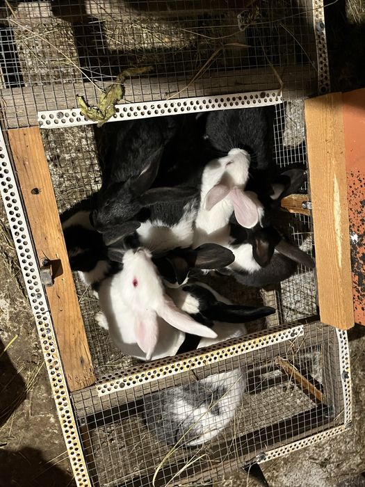 Iepurasi 2 luni si maturi