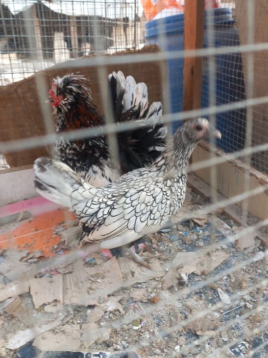 Хуроз ва товук.сотилади.