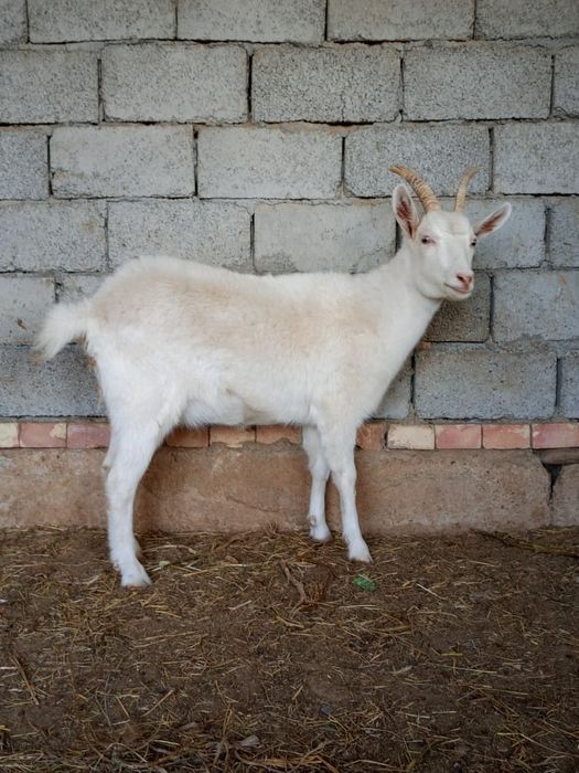 2 ешкі сатылады 2 лағымен бірге