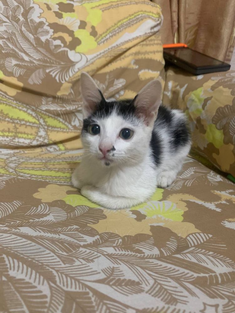 Котята отдам в хорошие руки!