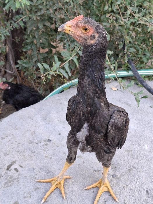 Жужалар бойсовский