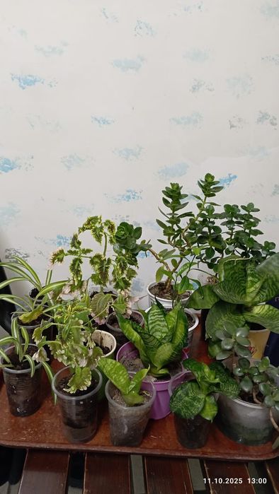 Цветы домашние.г.Астана