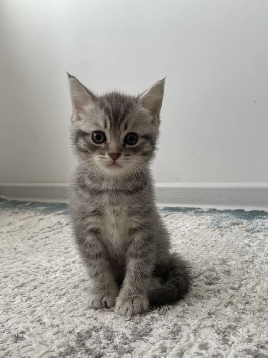 Британская мамочканың ұлы