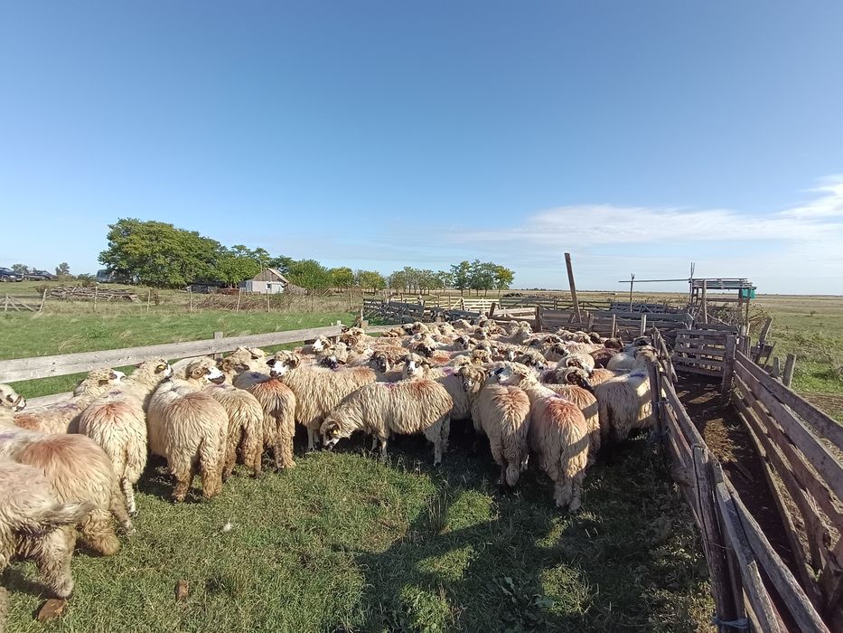 Vând oi.                                  .