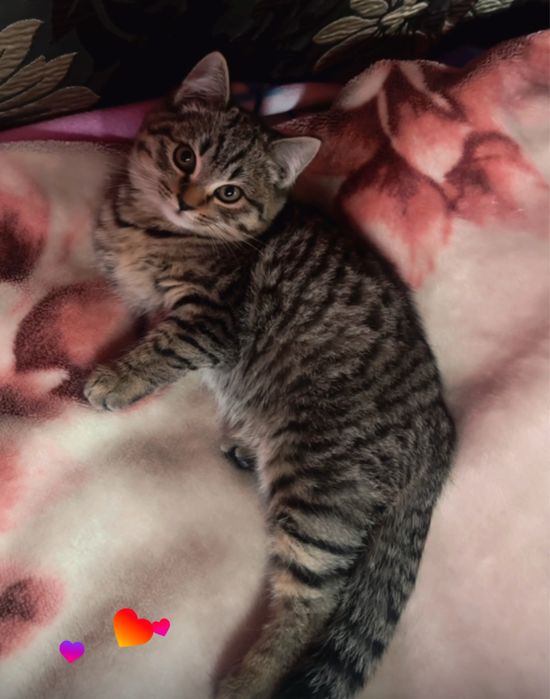 Котенок скоттиш страйт.