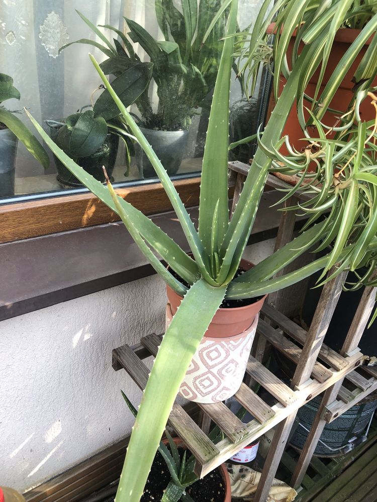 Vand aloe vera (frunze sau intreaga planta)