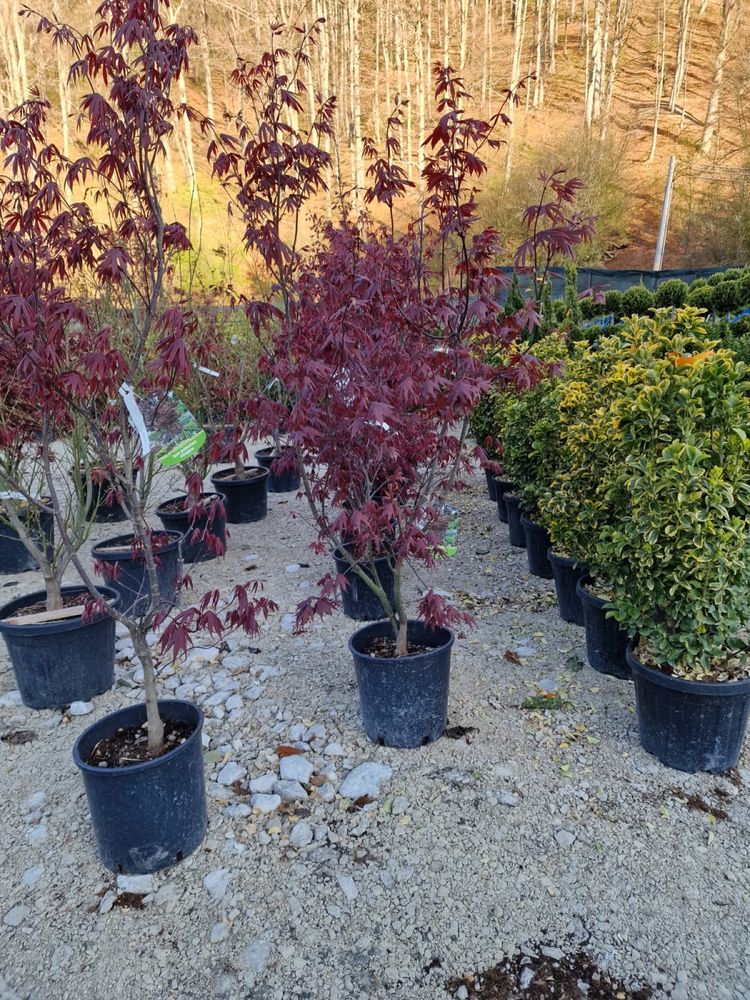 Artar Rosu Japonez , Plante Ornamentale oriunde in tara