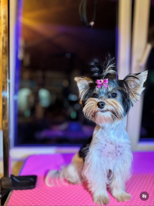 Frizerie canină / Toaletaj canin / Tuns Căței / Tuns Canin Bragadiru