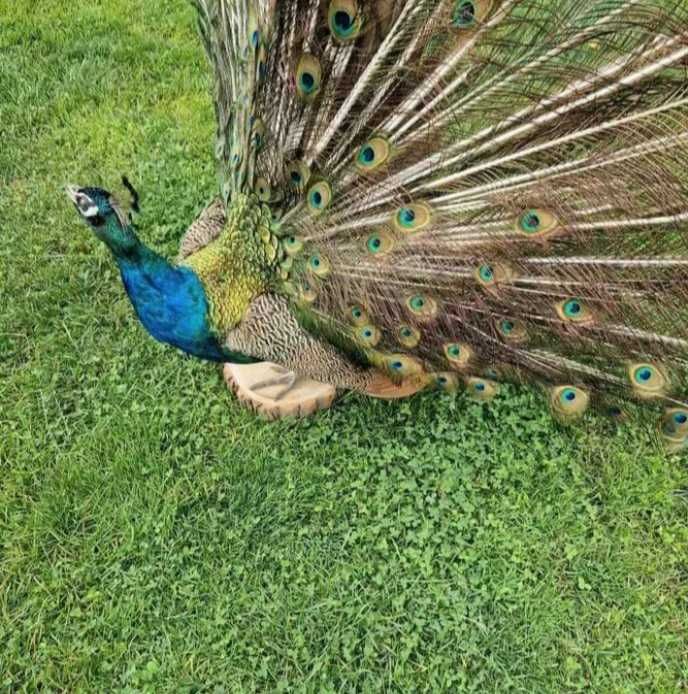 Pauni încântă privirea