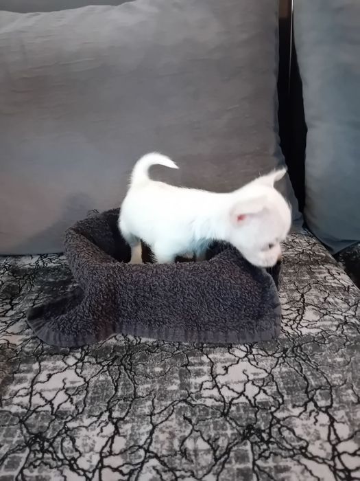 Чихуахуа момиченце