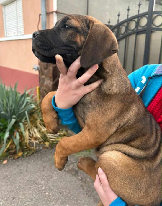 Pui femela  Cane Corso