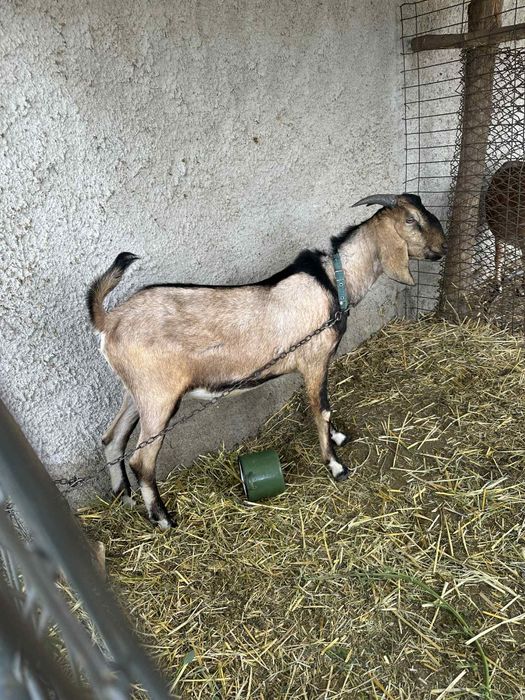 Țapii anglo nubieni