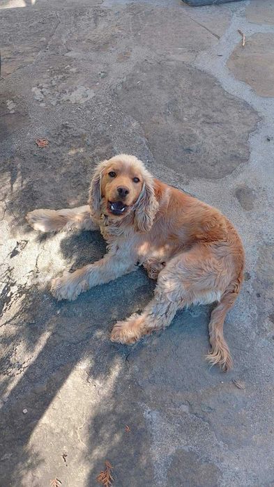 Продавам кокер шпаньол