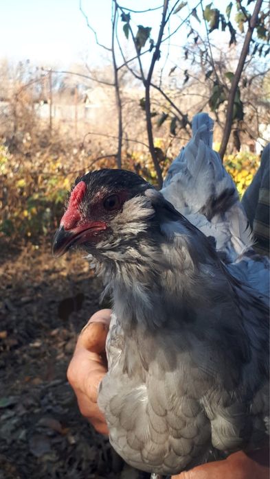 Амераука. Куры несущие голубые яйца.