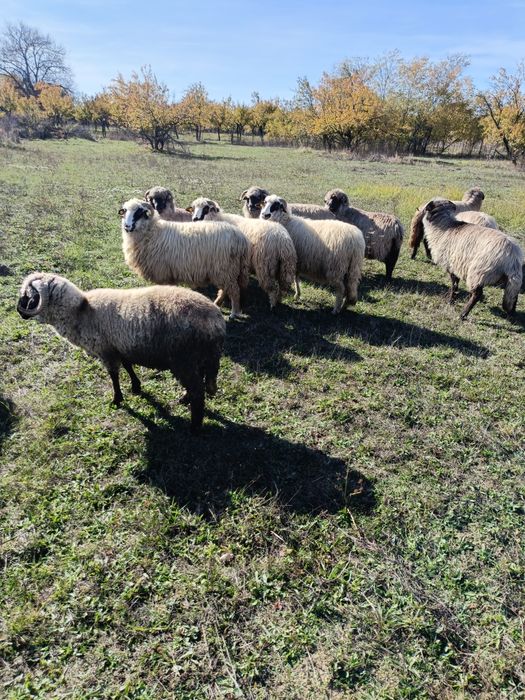 Oi de vânzare prasila