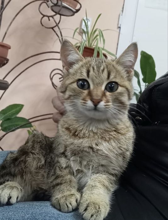 Котенок, мальчик, 3,5 месяцев