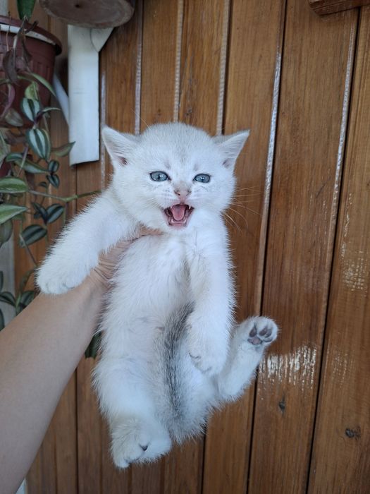 Серебристый шиншилла