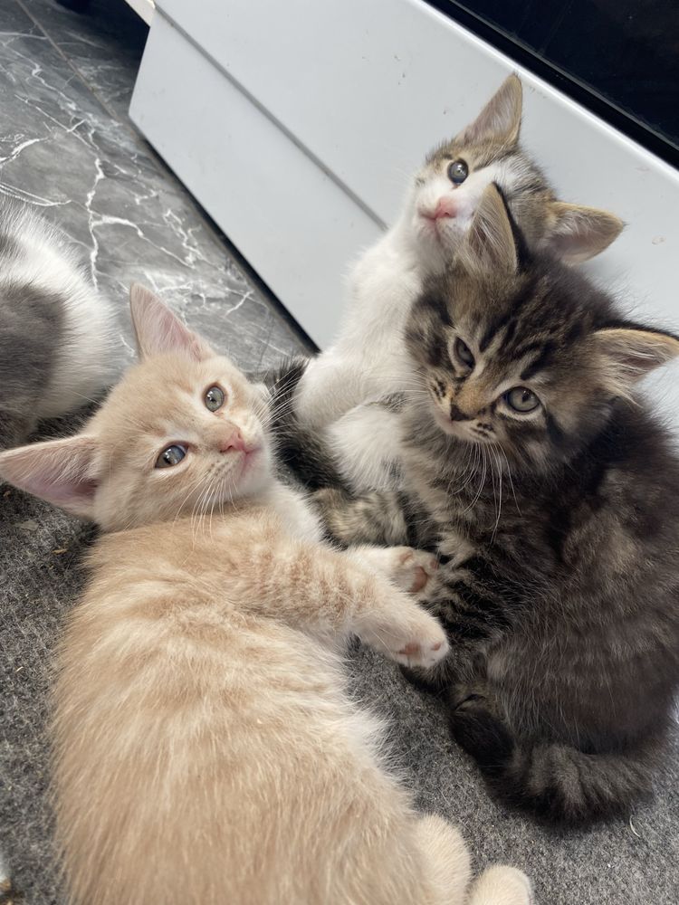 Котята в добрые руки