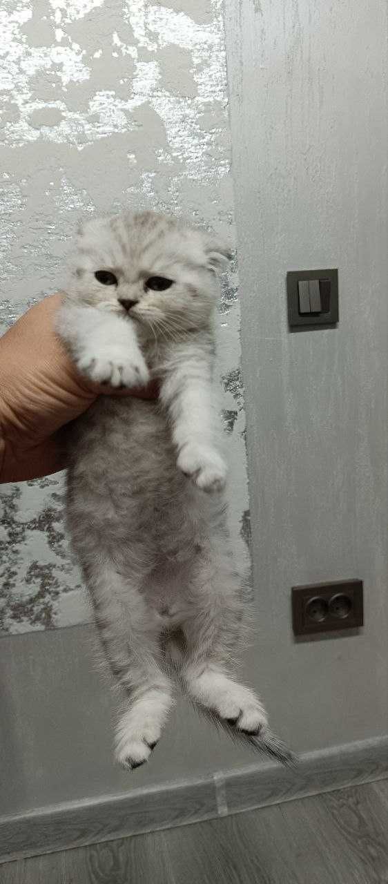 Kotyata Skotishfold Skotish strite. Котята Скотиш фолд Скотиш страйт.