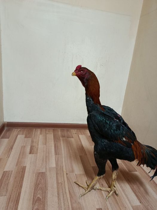 Joʻjalar sotiladi srochno.