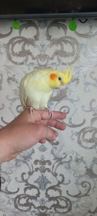 Продам попугая девочка