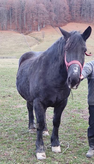 Vând 2 iepe Vamă -Buzaului