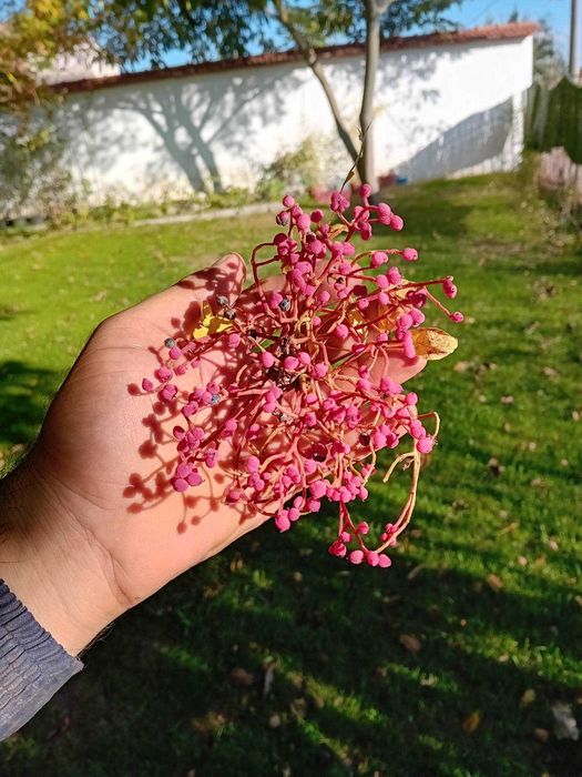 Продавам фиданки Шам фъстък Целогодишно разсаждане!