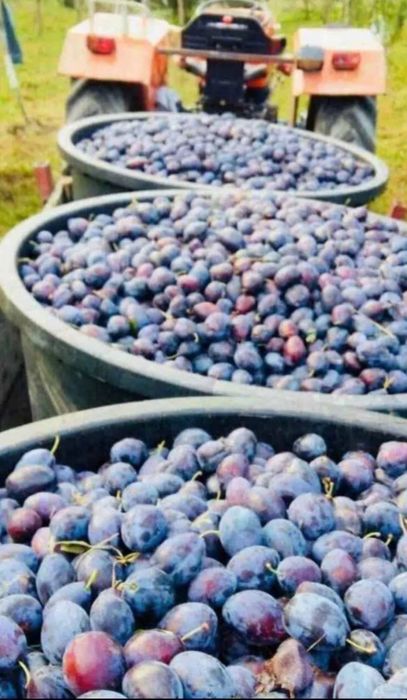 Vând prune de țuică coapte