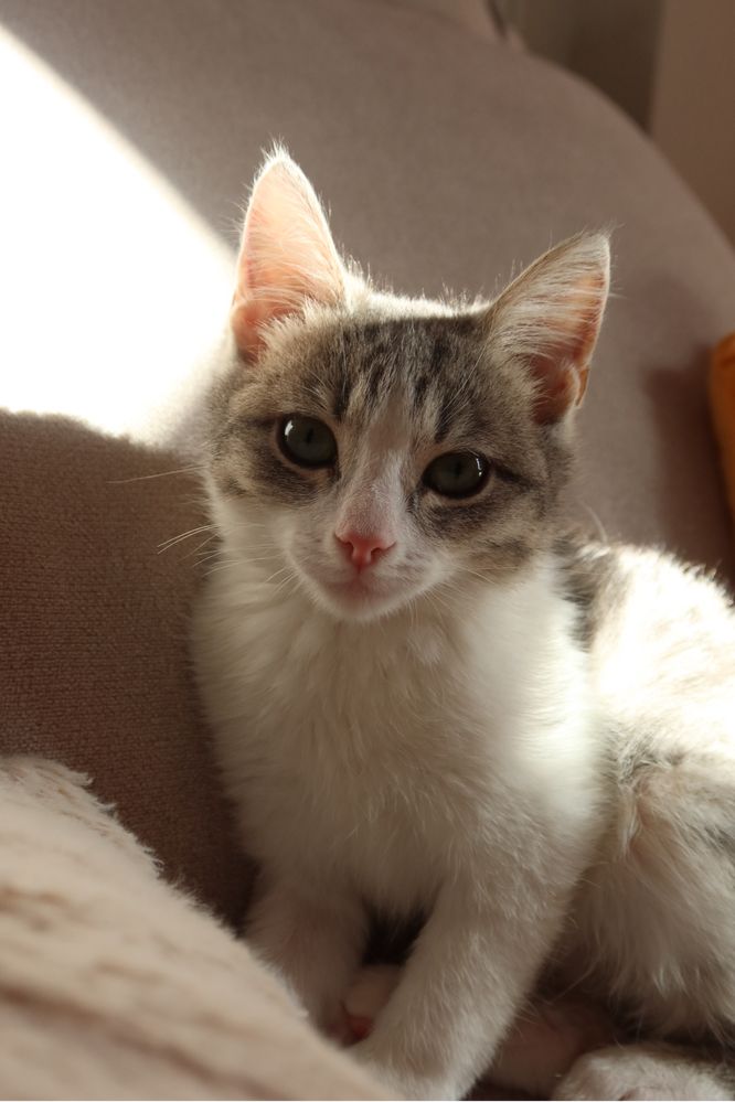 Котёнок - девочка, 3 месяца