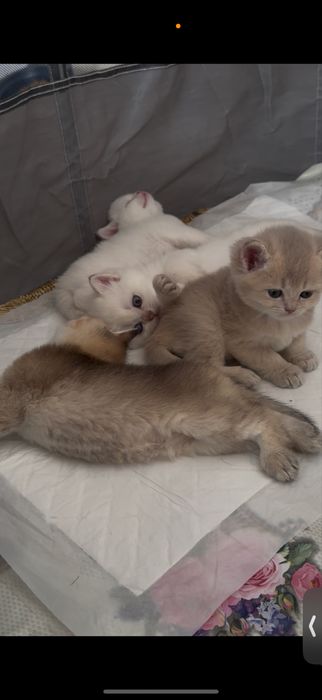 Родословная шиншилла