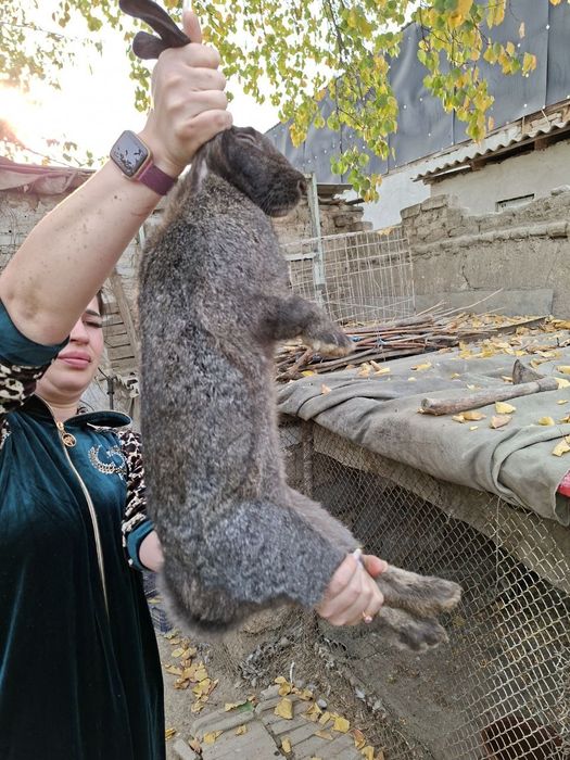 Продаю кроликов 6-7месячные