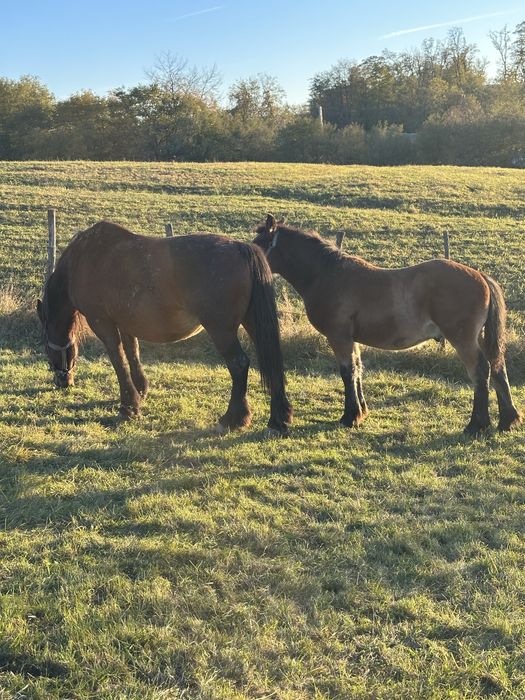 Vand manz de 5 luni!