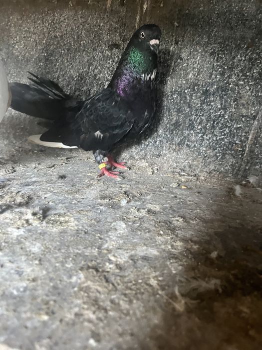 Porumbei ciungi de ploiești