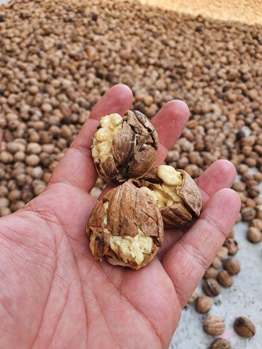 Орехи на ядка&черупка реколта 2022