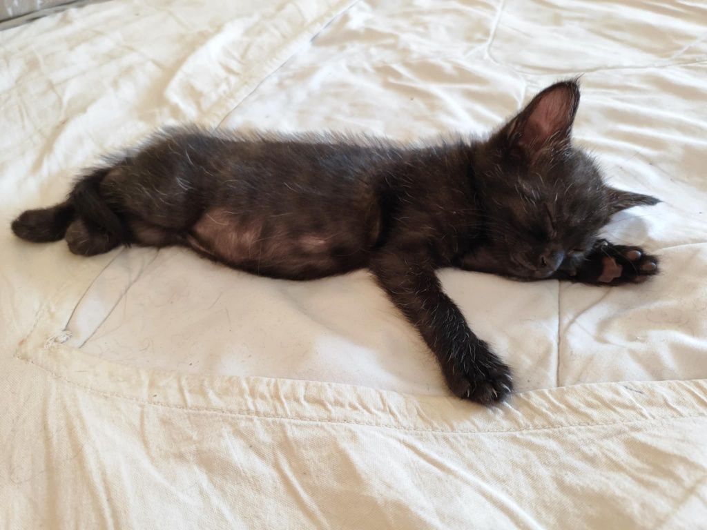 2 котенца на 2 месеца търсят своя дом