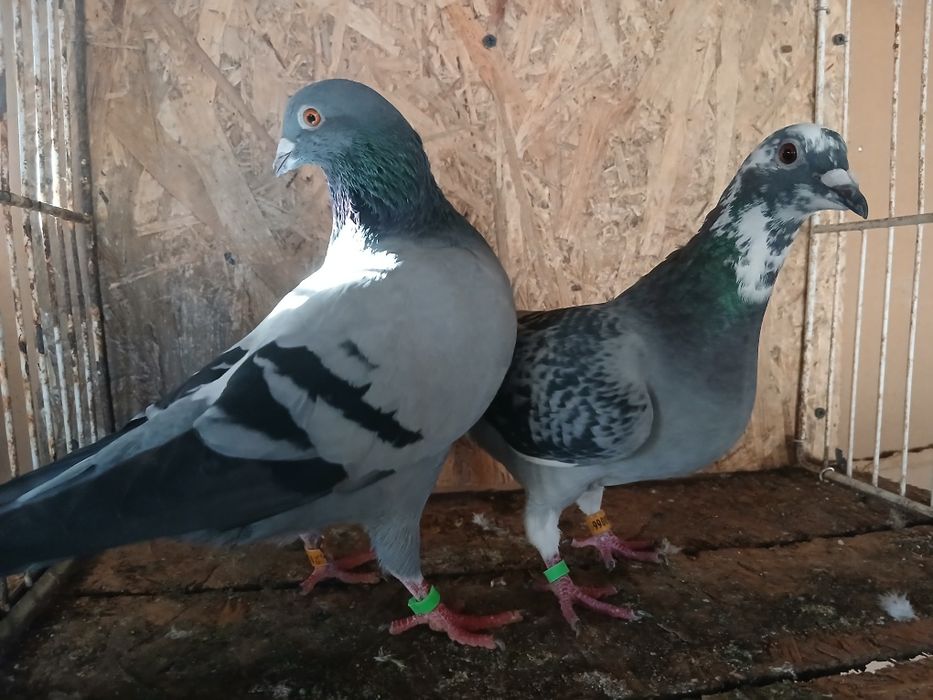 Porumbei voiajori de vanzare