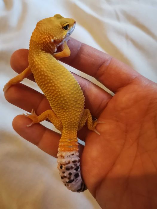 Продавам Леопардов Гекон