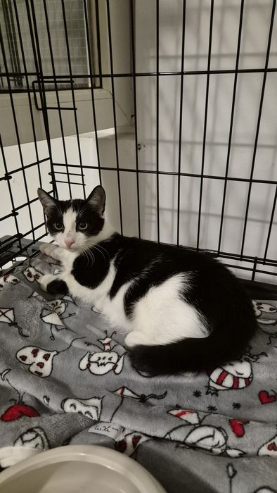 Felix, motan care vrea familie