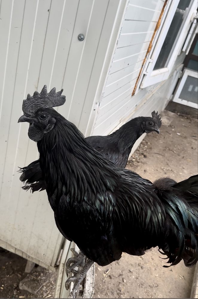 Ayam cemani, gaini complet negre, rasa pura .Oua de incubat