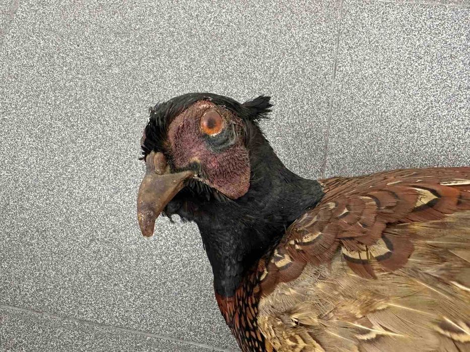 Препариран Фазан Фазани