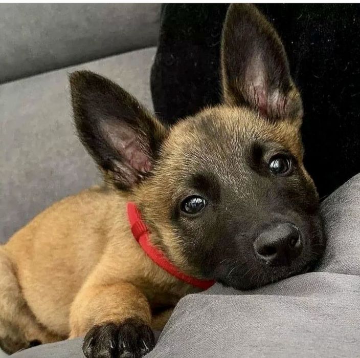 Ciobanesc Belgian Malinois - Mascul / Femela, 8 saptamani, vaccinati