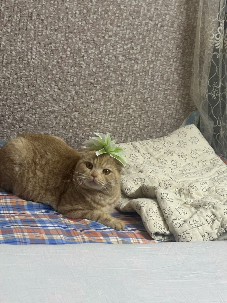 Мушук сотилади скотч фолд 1 ёш