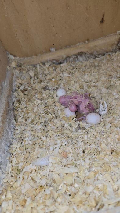 Pui nimfa de crescut la seringa