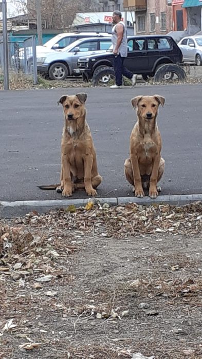 Отдам щенков в добрые руки