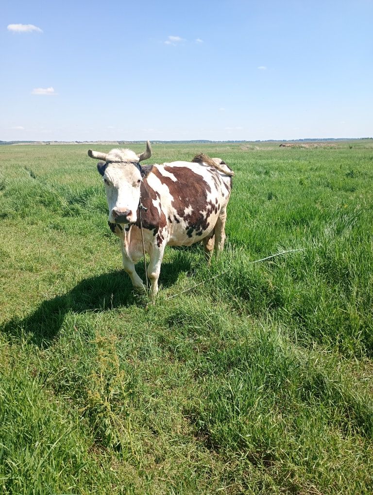 Vând vaci de lapte rasa Holstein